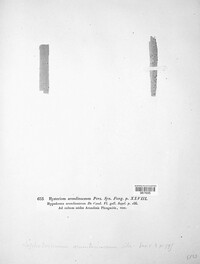 Lophodermium arundinaceum image